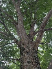 Ulmus parvifolia