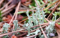 Cladonia squamosa