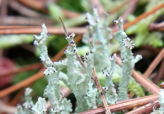 Cladonia squamosa