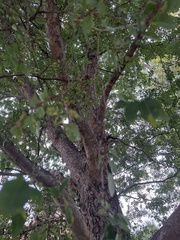 Ulmus parvifolia