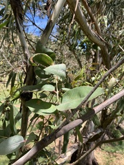 Eucalyptus globulus maidenii