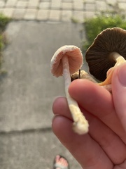 Candolleomyces candolleanus
