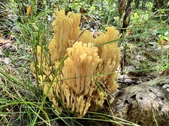Ramaria