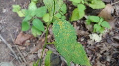 Coleosporium solidaginis