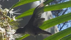 Chrysuronia versicolor