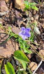 Campanula lasiocarpa