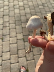 Candolleomyces candolleanus