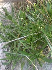 Senecio pinnatifolius