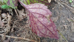 Coleosporium solidaginis