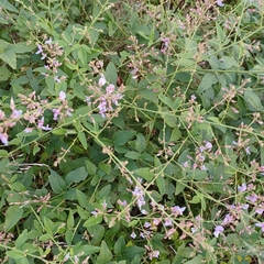 Desmodium paniculatum