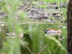 Callonetta leucophrys