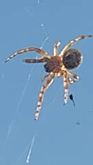 Larinioides sclopetarius