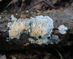 Radulomyces copelandii