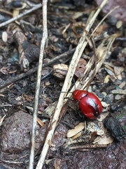 Leptinotarsa rubiginosa