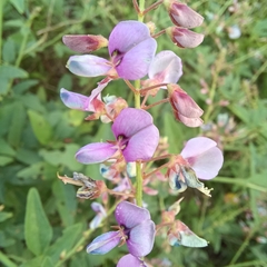Desmodium paniculatum