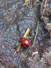 Leptinotarsa rubiginosa