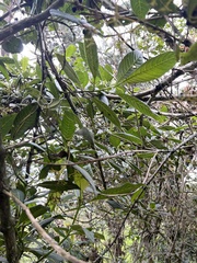 Palicourea lineariflora