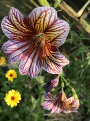 Salpiglossis