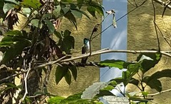 Chrysuronia versicolor