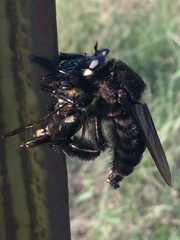 Mallophora leschenaulti