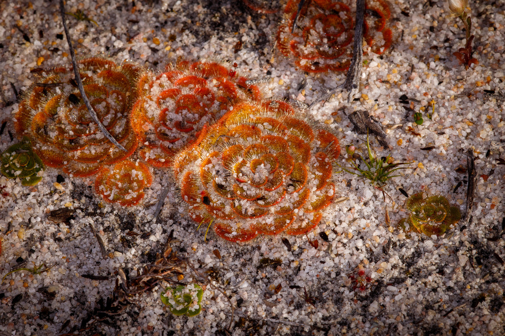 Drosera zonaria, Flynn WA 6302, Australia