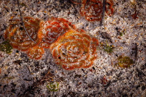 Drosera zonaria