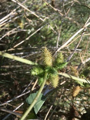 Xanthium orientale