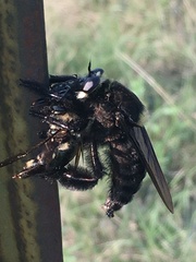 Mallophora leschenaulti