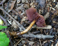 Mycena rutilantiformis
