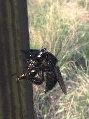 Mallophora leschenaulti