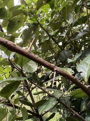 Xylosma spiculifera