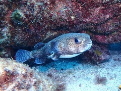 Diodon hystrix