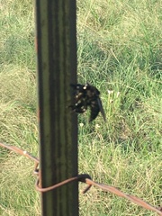 Mallophora leschenaulti