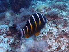 Diplodus fasciatus