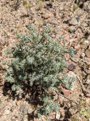 Eremocarya micrantha