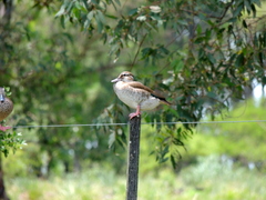 Callonetta leucophrys