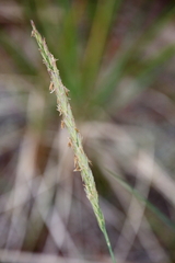 Leymus mollis