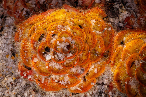 Drosera zonaria