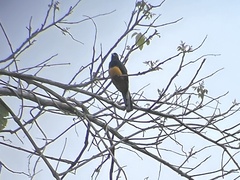 Trogon viridis