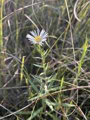 Symphyotrichum boreale