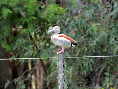 Callonetta leucophrys
