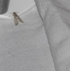 Acentria ephemerella