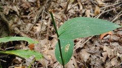 Polygonatum biflorum