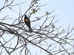 Trogon viridis