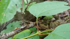 Viburnum opulus opulus
