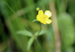 Ranunculus acris