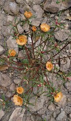 Portulaca suffrutescens