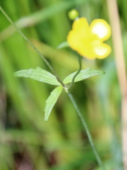 Ranunculus acris