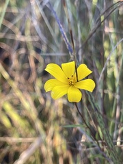 Bidens trichosperma