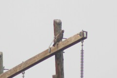 Buteo jamaicensis calurus